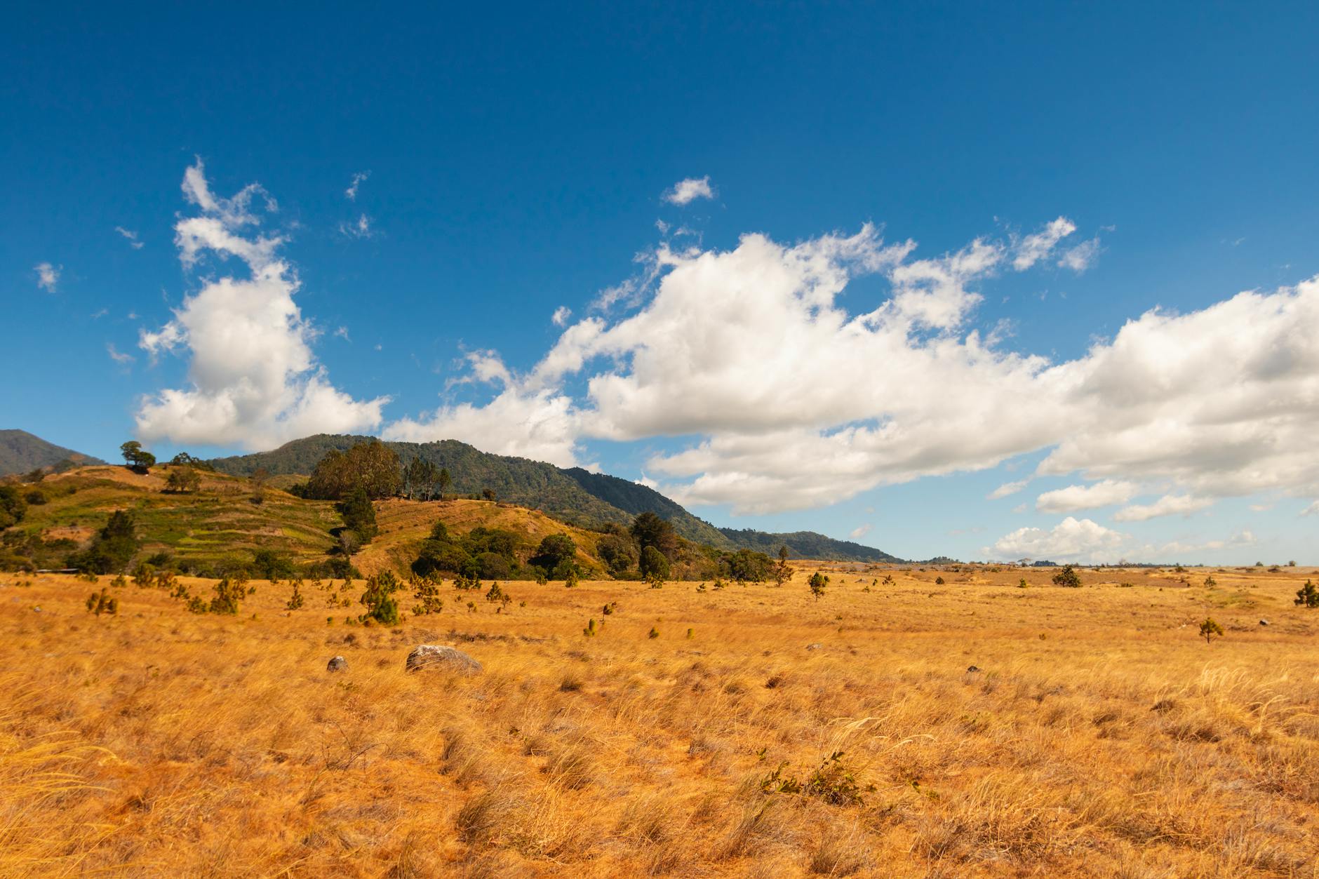 Savana Tianyar golden grass in dry season